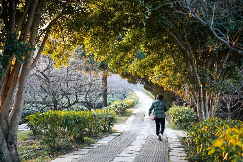 A person walking along a tree-lined path in morning sunlight